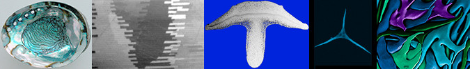Image of biomineralization
